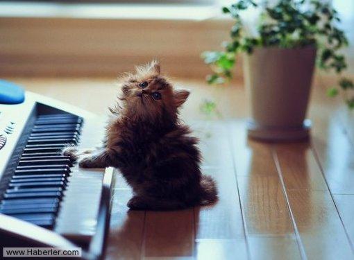 Dünyanın en tatlı kedisi: Daisy