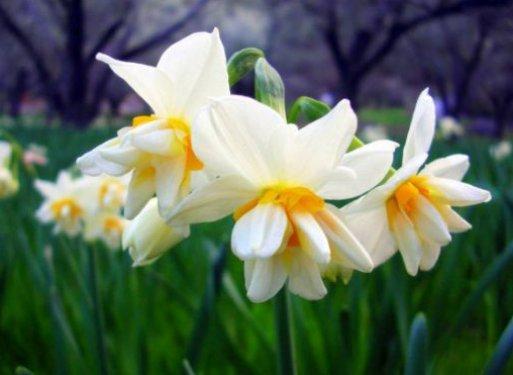 Osmanlı sultanlarının güzellik sırları