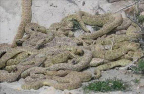 Tarihin en korkunç ölüm cezaları