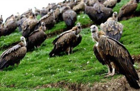 Ölüleri akbabalara yediriyorlar - Resim 11