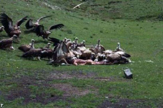 Ölüleri akbabalara yediriyorlar - Resim 7