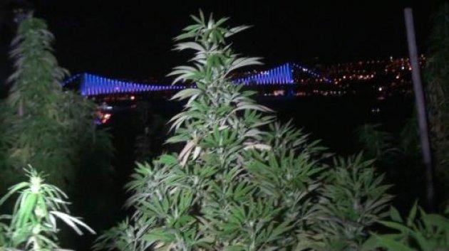 Eray Özbal uyuşturucuyu evde yetiştirmiş