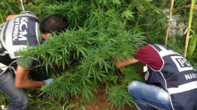 Eray Özbal uyuşturucuyu evde yetiştirmiş