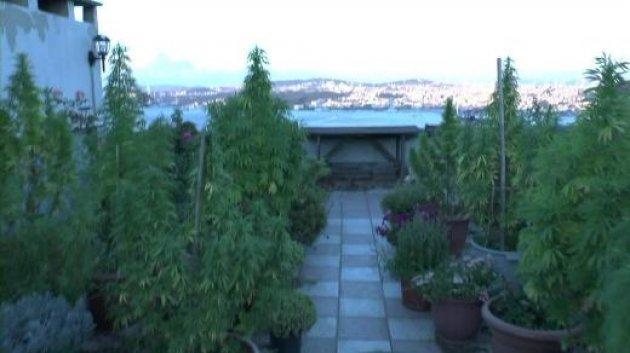 Eray Özbal uyuşturucuyu evde yetiştirmiş