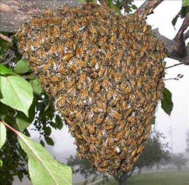 Arı sokması nelere şifa oluyor ?