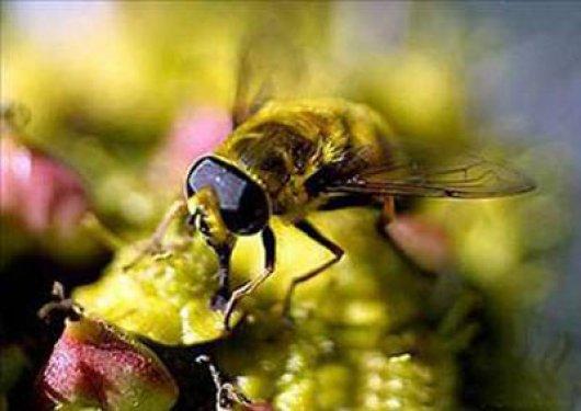 Arı sokması nelere şifa oluyor ?