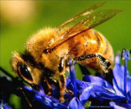 Arı sokması nelere şifa oluyor ?