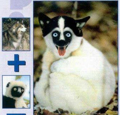 Sıradışı Hayvanlar