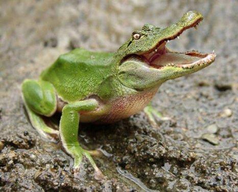 Sıradışı Hayvanlar