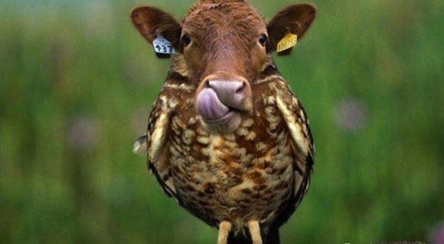 Sıradışı Hayvanlar