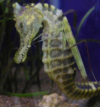 Sıradışı Hayvanlar