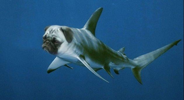 Sıradışı Hayvanlar