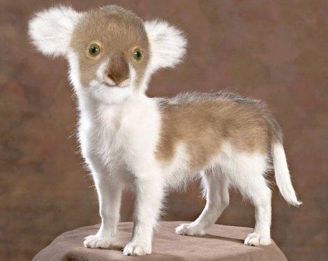 Sıradışı Hayvanlar