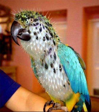 Sıradışı Hayvanlar