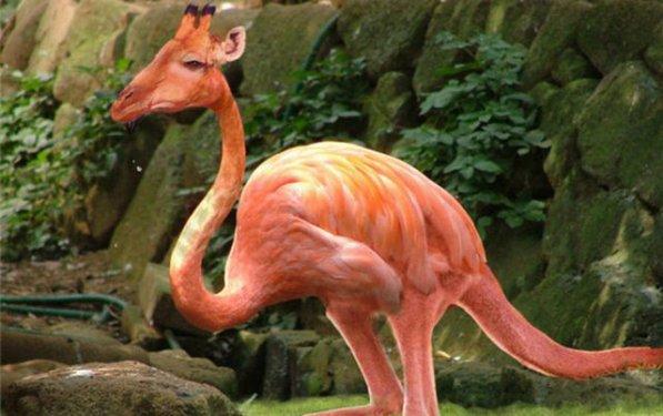 Sıradışı Hayvanlar