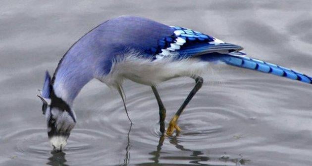 Sıradışı Hayvanlar