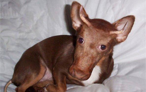 Sıradışı Hayvanlar