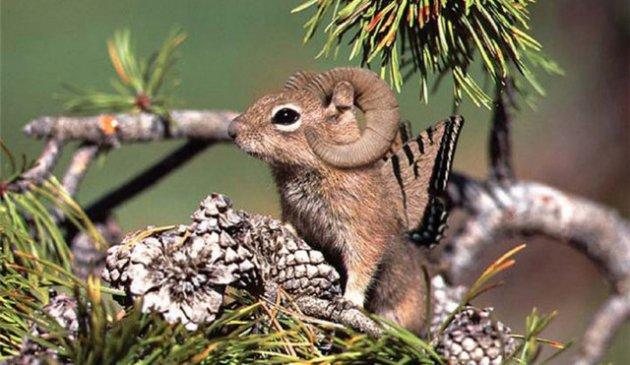 Sıradışı Hayvanlar