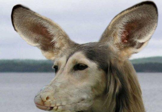 Sıradışı Hayvanlar