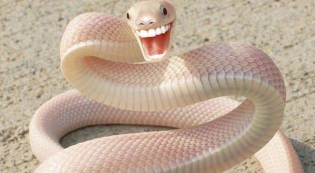 Sıradışı Hayvanlar