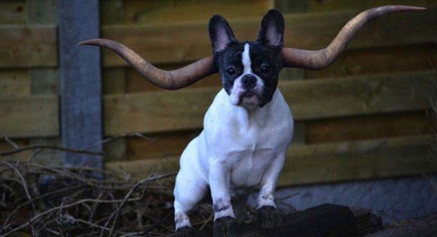 Sıradışı Hayvanlar