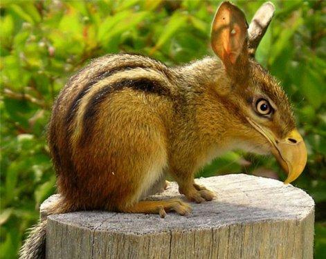 Sıradışı Hayvanlar