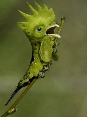 Sıradışı Hayvanlar