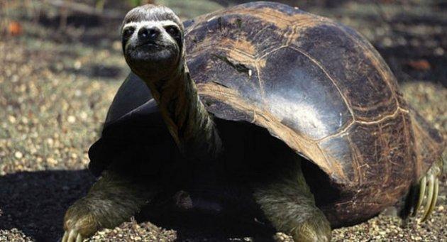 Sıradışı Hayvanlar