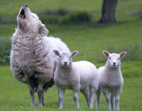 Sıradışı Hayvanlar