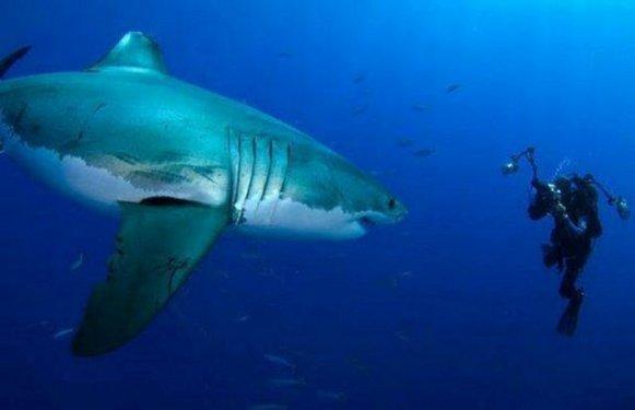 Çılgın fotoğrafçılar