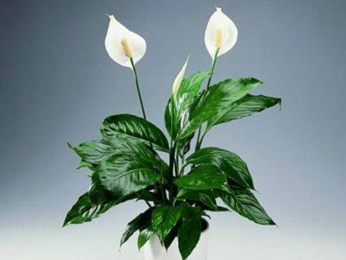 En güzel çiçekler