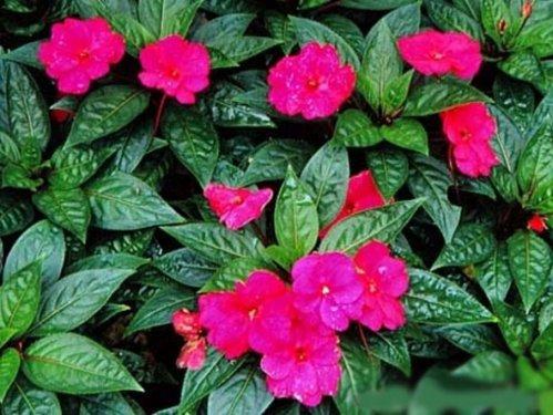 En güzel çiçekler