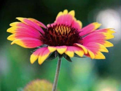 En güzel çiçekler