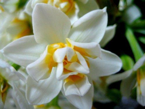 En güzel çiçekler