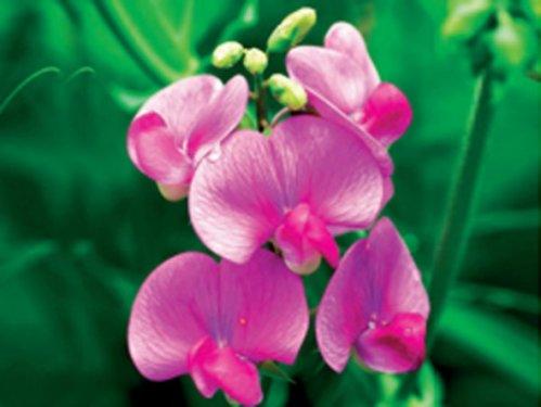 En güzel çiçekler