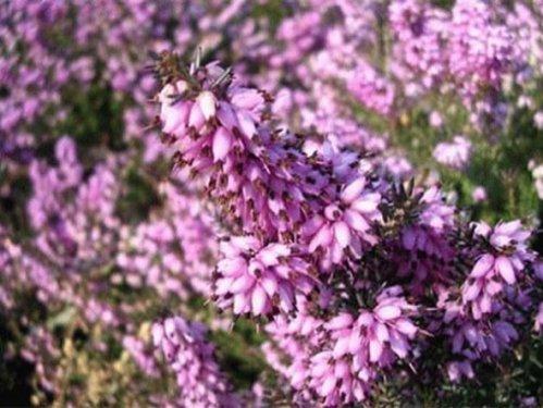 En güzel çiçekler