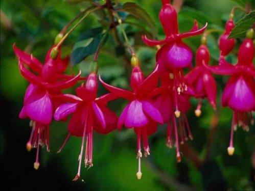 En güzel çiçekler