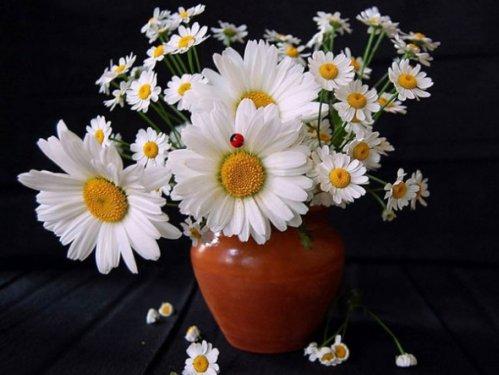 En güzel çiçekler