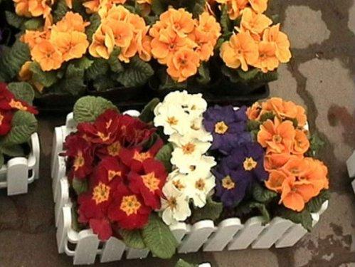 En güzel çiçekler