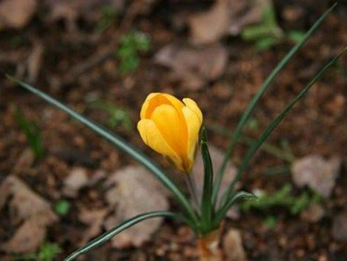 En güzel çiçekler