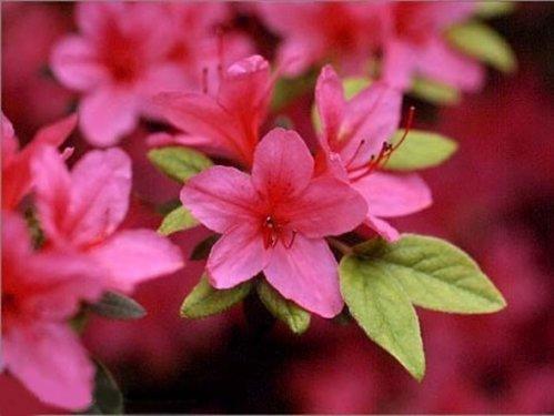 En güzel çiçekler