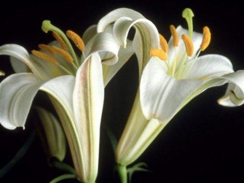 En güzel çiçekler