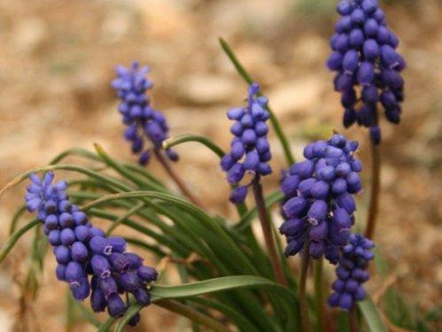 En güzel çiçekler