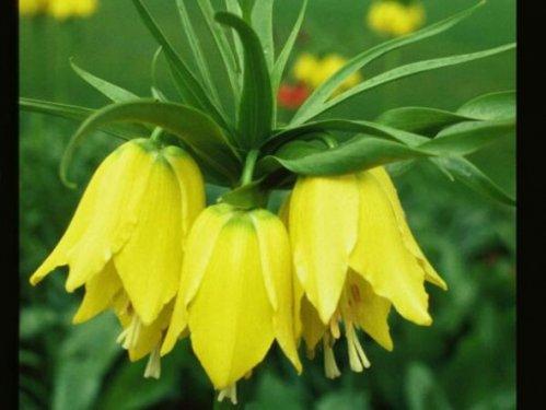 En güzel çiçekler