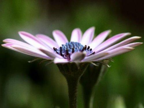 En güzel çiçekler