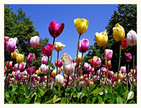 En güzel çiçekler