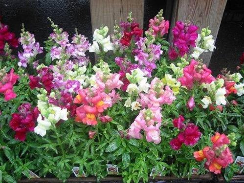 En güzel çiçekler