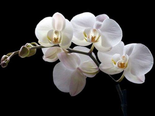 En güzel çiçekler