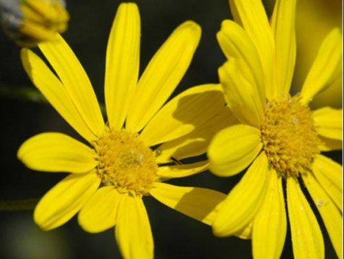 En güzel çiçekler