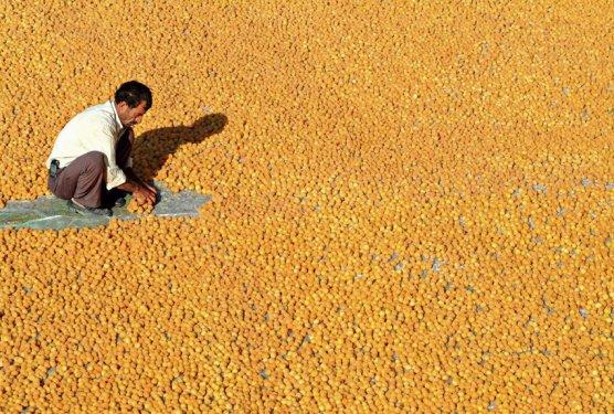 101 Soruda Organik Ürün Rehberi